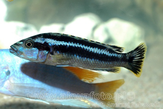 (Melanochromis) Род МЕЛАНОХРОМИСЫ, МЕЛАНОХРОМЫ 27 видов
